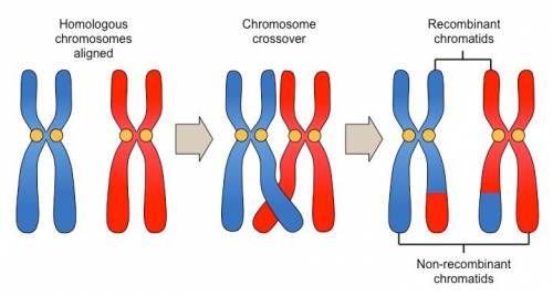 3. what is crossing over?  when does it occur during meiosis?  why did you have difficulty modeling