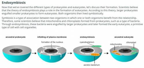 According to the endosymbiosis theory, scientists believe that early eukaryotes formed from prokaryo