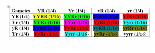 What is the genotype ration between the cross yyrr x yyrr?  yyrr: 2yyrr: 2yyrr: 4yyrr: yyrr: 2yyrr: