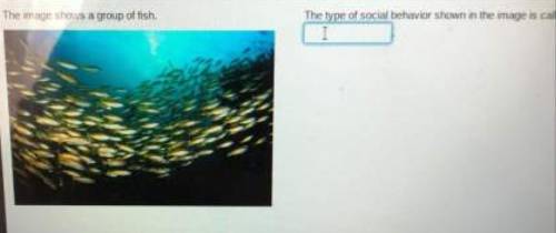 The image shows a group of fish. the type of social behavior shown in the image is called .