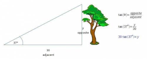 Explain how you would use trig ratios to find the height of the tree if you know you are standing 30