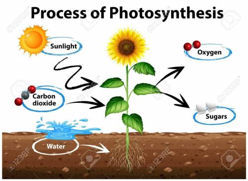 What occurs in the process of photosynthesis