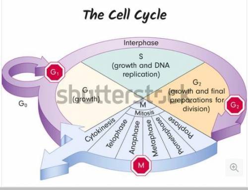 Cells will usually divide if they receive the proper signal at a checkpoint in which phase of the ce