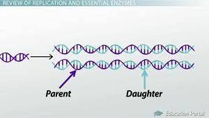 Adaughter strand of dna produced during chromosome replication can be composed of leading and laggin