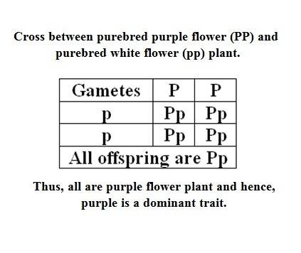 Apurebred purple flowering plant is crossed with a purebred white flowering plant, and they produce