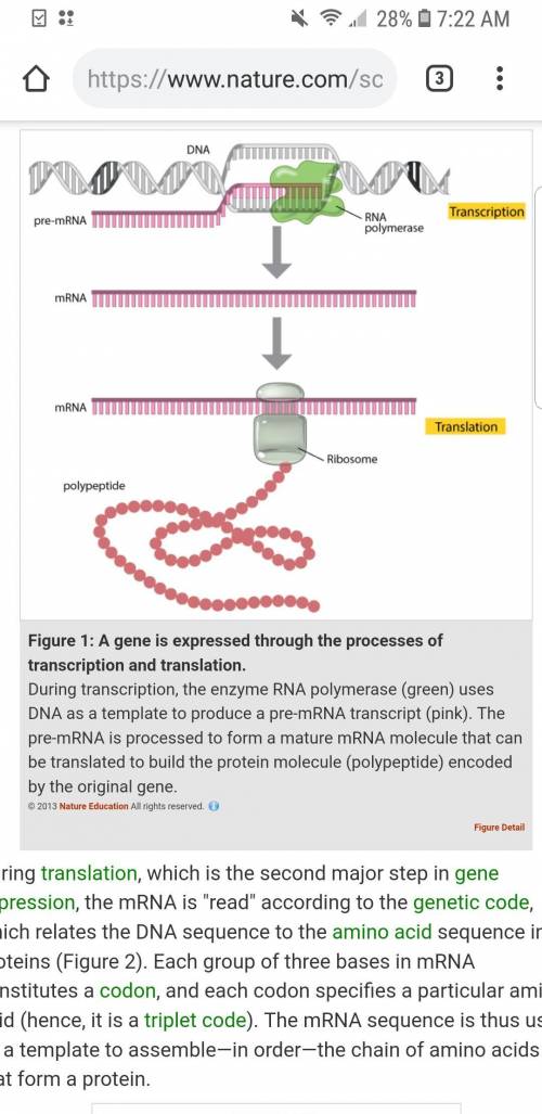 Describe the steps to transcribe an mrna molecule and use the mrna molecule to produce proteins.