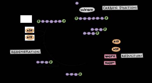 At which point is g3p removed from the calvin cycle to be used in the production of carbohydrates?