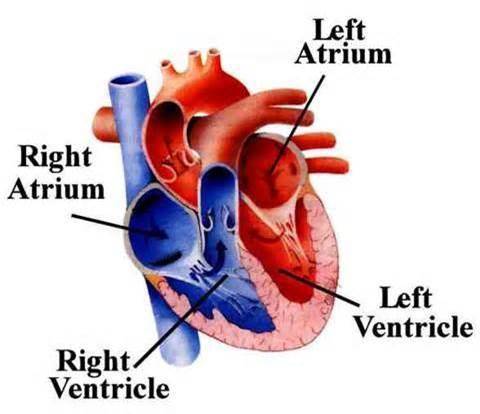 In figure 33-5, identify the four chambers of the heart. then use them to describe the path through
