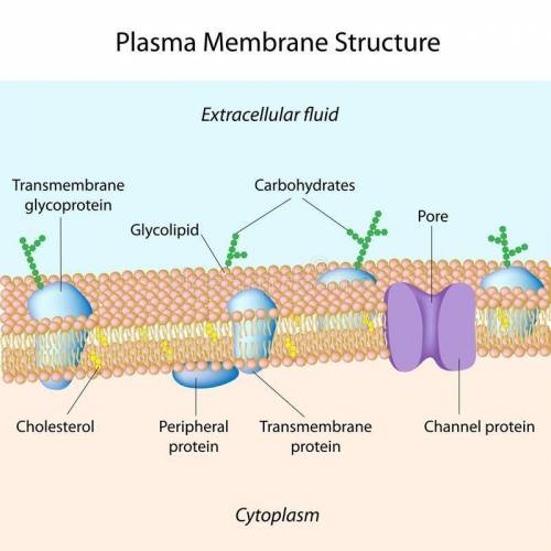 Which of the following choices describes a function of the plasma membrane  synthesizing proteins  c