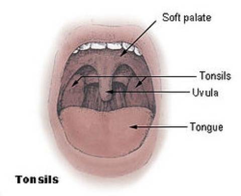 What is the uvula in a human mouth used for?  if you can include a picture that would .