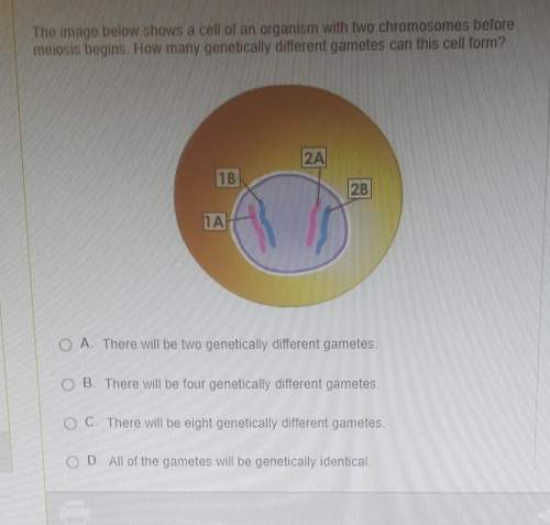 The image below shows a cell of an organism with two chromosomes beforemeiosis begins. how many gene