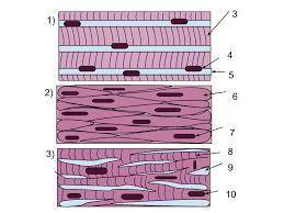 Are muscle cells controlled individually or in groups