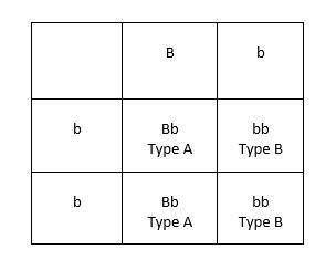 Ahomozygous type b woman marries a heterozygous type a man. show punnett square genotypes and phenot