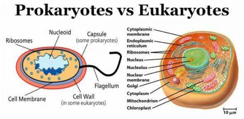 Why are eukaryotic cells more complex than prokaryotic cells?