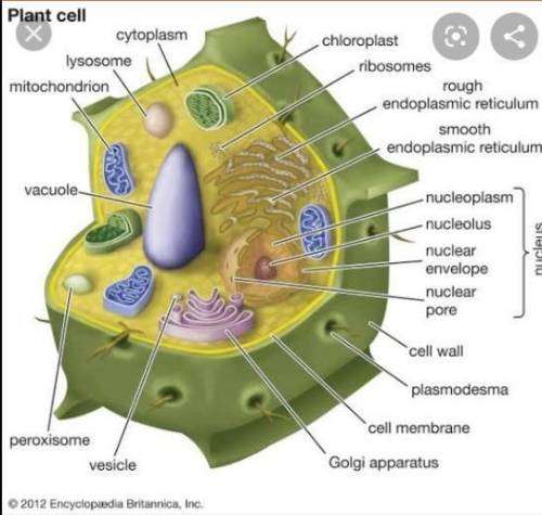 100 points and brainleistThe cell is the smallest unit of living things that can carry out the chemi