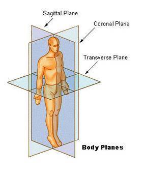 The frontal plane divides the body into . A. Anterior and posterior portions B. Left and right porti