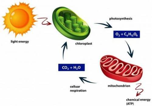 9. Which molecule loses electrons in cellular respiration ? A glucose B carbon dioxide C oxygen D wa
