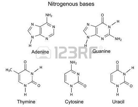 Which part of nucleotide determines if it is adenine,thymine,guanine,cytosine or uracil?