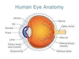 Under very dim levels of illumination foveas react to increase the sensitivity of the optic nerve. r