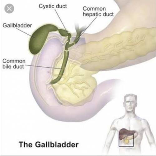 Which is a function of the gallbladder