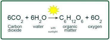 18. In some chemical reactions, such as photosynthesis, several different compounds take part in the