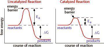 In an enzyme-mediated reaction, the activation energy will be  the activation energy required for a
