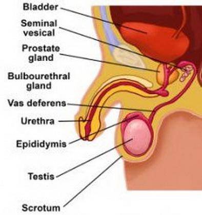 What is the purpose of the part of the male reproductive system that is highlighted below?