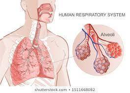 No exchange of gases occurs here. 2. : Secrete a fluid containing surfactant. 3. : Where the respira