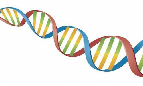 What is the structure of a DNA molecule, and how is it duplicated?