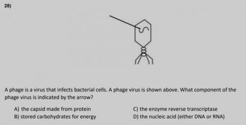 A phage is a virus that infects bacterial cells. A phage virus is shown above. What component of the