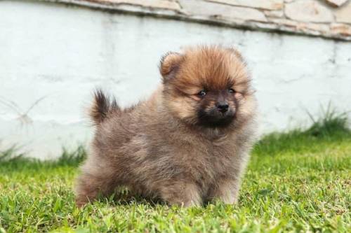 Is a Shiba Inu fluffier than a Pomeranian or is a Shiba Inu fluffier than a Pomeranian