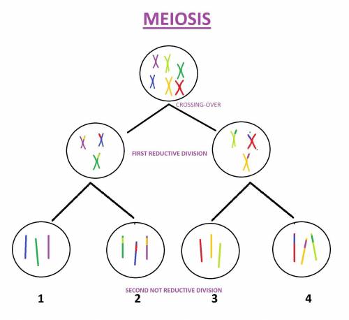 Before prophase II begins, does the DNA in the cell duplicate itself?