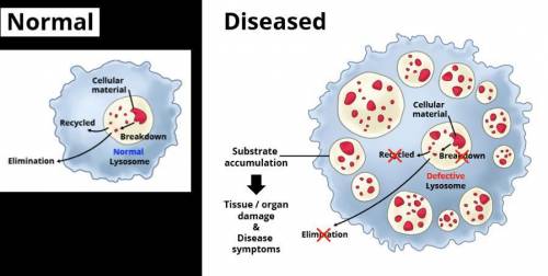 What are three different defects that could be responsible for malfunctioning lysosomes?