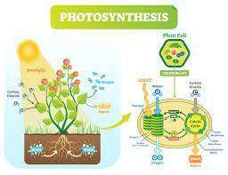 _19. Photosynthesis uses sunlight to convert water and carbon dioxide into a. oxygen and carbon. b.