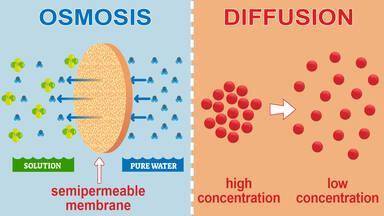 The rate of osmosis across a cell membrane depends upon which of the following? I: Intracellular sol
