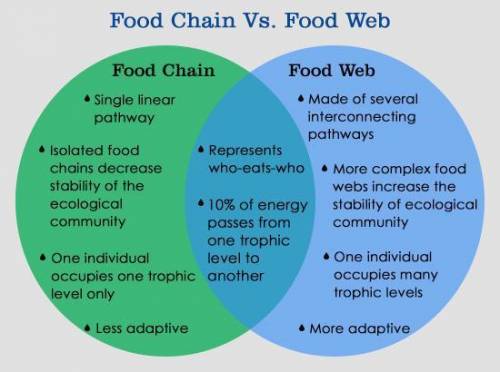 Describe how food chains are related to food webs.