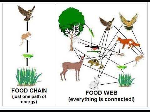 Describe how food chains are related to food webs.