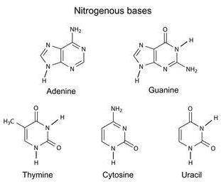 Which nucleotide component contains nitrogen