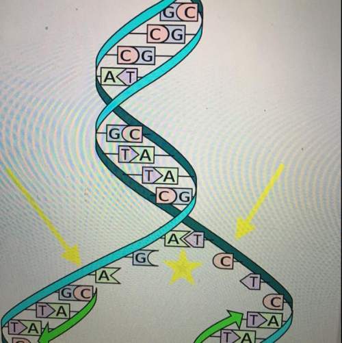 The yellow arrows in the diagram point to what?  a. the templates for new dna strands