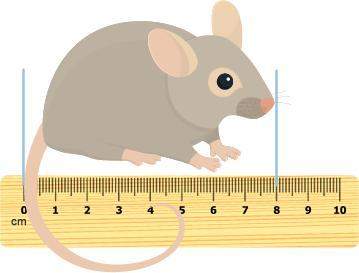 Measure the length of the mouse as shown in millimeters and in centimeters. millimeters: