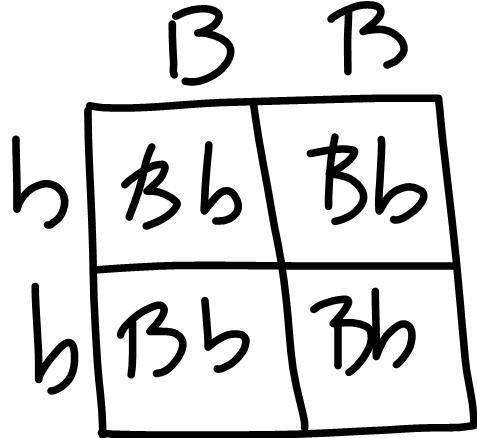 Answer the question. Show all your work. 3. In guinea pigs, black (B) is dominant to white (b). If a
