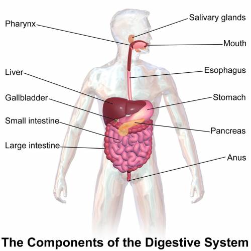 A diagram of the human digestive system is shown below. Removing which organ would have the smallest