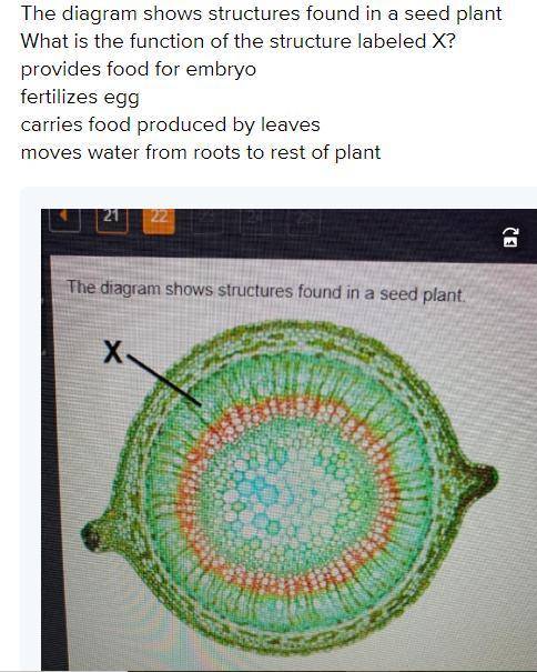 The diagram shows structures found in a seed plant. What is the function of labeled X