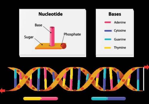 Explain the 3 types of mutations that occur when genes change?