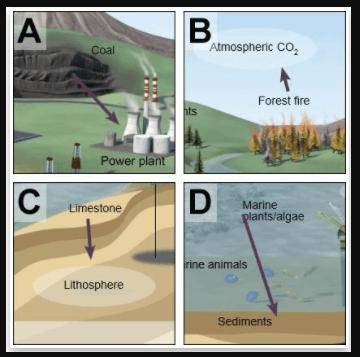 Which of the following images shows a transition from the biosphere to the geosphere? A. Image A B.