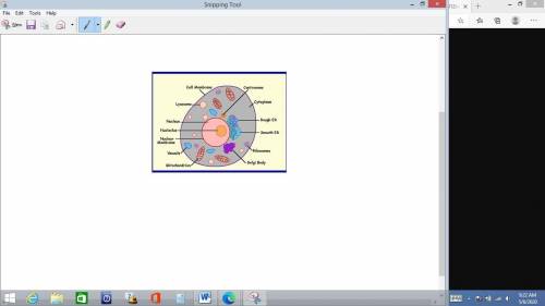 Label the cell. Tell me what each one does.