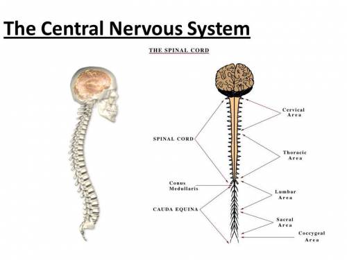 What part of the nervous system carries the response to the rest of the body