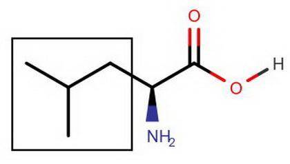 Worksheet: 1. Draw the structure of Leucine? Explain why Leucine is considered as a hydrophobic amin