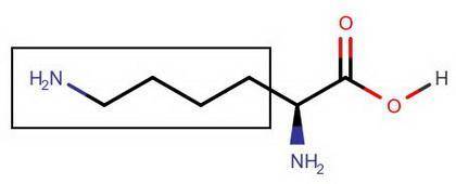 Worksheet: 1. Draw the structure of Leucine? Explain why Leucine is considered as a hydrophobic amin