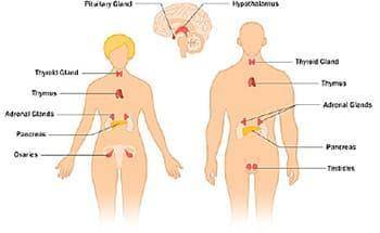 Select ALL of the correct answers. Which three descriptions or examples can be classified as endocri